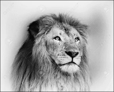 Et pour finir, si tu devais être un animal, tu serais...