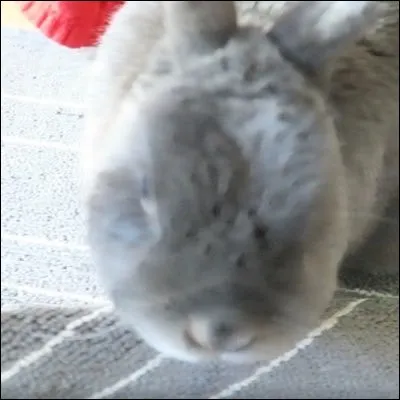 Que montre-t-il avant de montrer sa tête sur sa 1re vidéo IRL ?