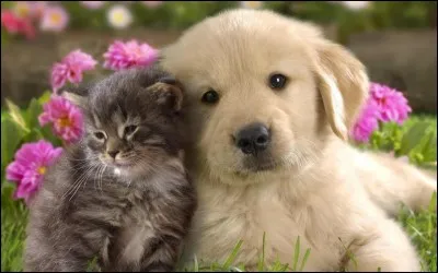 Ton animal préféré est :