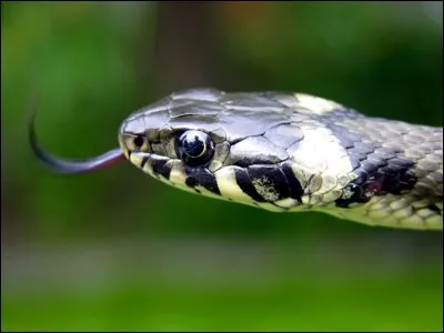 Quelle reine fut tuée par une morsure de vipère ?