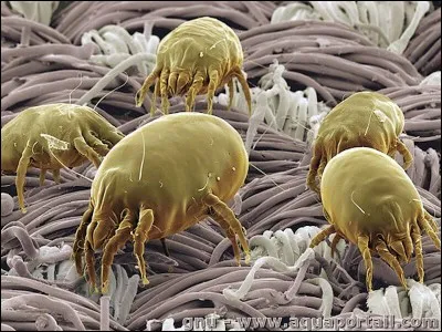 A quelle famille appartient l'acarien ?