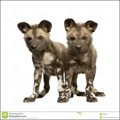 Animaux - De quelle famille fait partie le lycaon ?