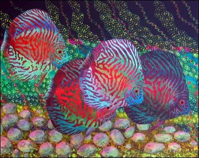 Quel est le nom scientifique du discus ?