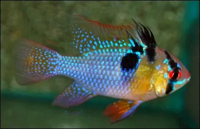 Quel est l'ordre du ramirezi ?