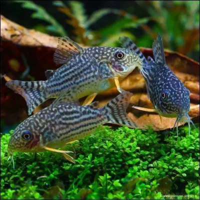Quelle est la classification supérieure du corydoras ?