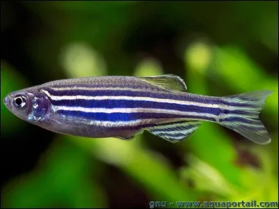 Quelle est la famille du danio ?