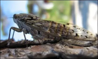 Dans quel album peut-on entendre des cigales ?