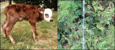 Quel est le sens caché de cette image (à l'origine animée) ?