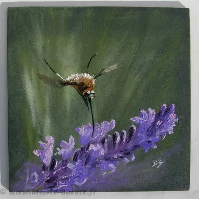 J'ai pratiquement disparu. Autrefois, les enfants faisaient de moi un jeu. Mes oeufs sont pondus dans une pelote enrobée de terre, parmi des racines, dont se nourriront mes larves pendant 2 ou 3 ans. Je suis ...