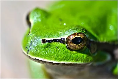 Je suis une grenouille et aussi le prince de :