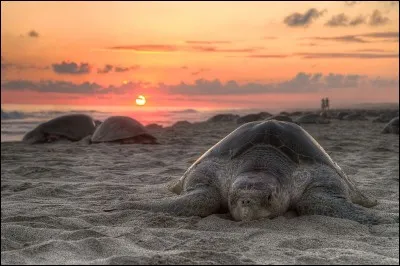 Quelle est cette tortue cheloniidae ?