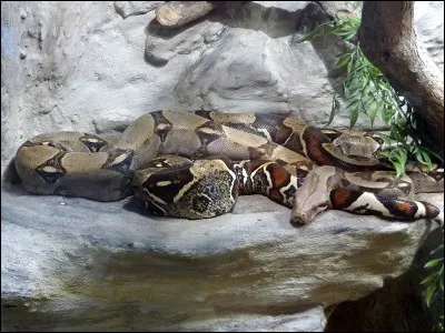 Quel est ce serpent boidae ?