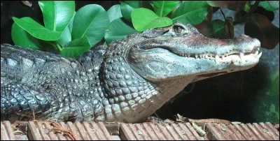 Quel est ce crocodilien ?