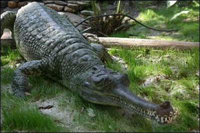 Quelle est la masse d'un gavial du Gange ?