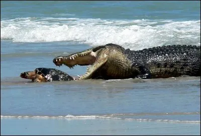 Dans quel pays a-t-on la plus grande population de crocodiles marins ?