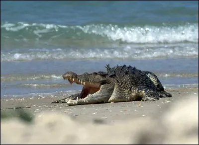 Il peut peser jusqu'à :