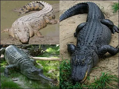 Les trois crocodiliens ci-dessus sont, dans le sens des aiguilles d'une montre :