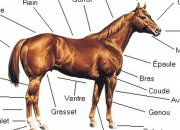 Quiz Parties du corps d'un cheval - Galop 1