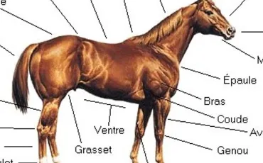 Quiz Galop 1
