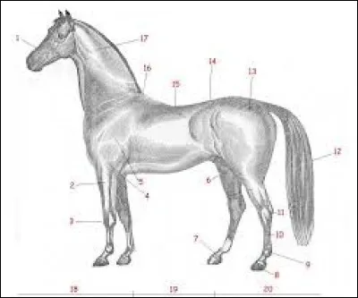 Comment s'appelle le numéro 15 ?