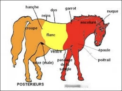 Comment s'appelle la partie floue ?