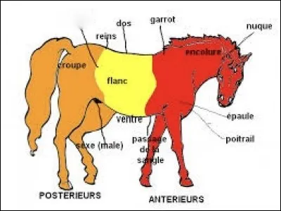 Comment s'appelle la partie floue ?