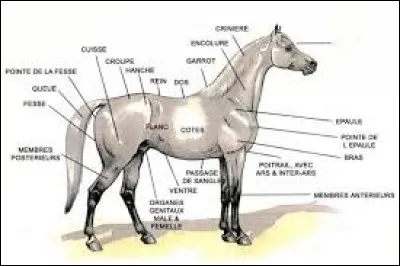 Comment s'appelle la partie où il n'y a pas le mot à côté de la flèche vers les yeux ?