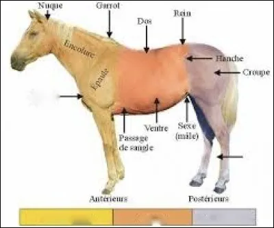 Comment s'appelle la partie où la flèche est seule ?