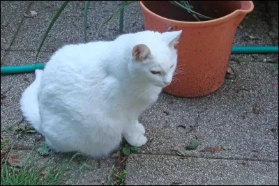 Comment s'appelle la sur d'Étoile de Feu ?