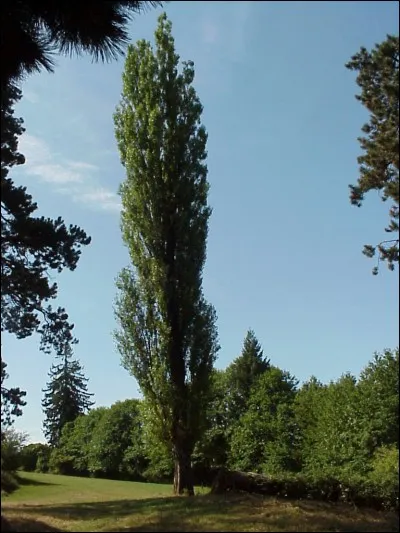 Quel est cet arbre ?