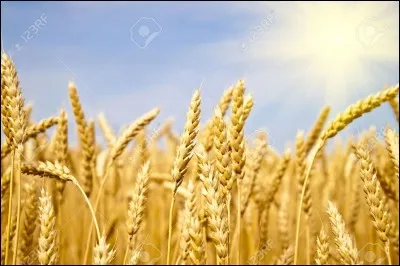 Quelle est cette céréale ?