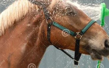 Quiz Galop 3