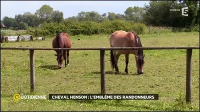 Que signifie le fait que deux chevaux se mordillent ?