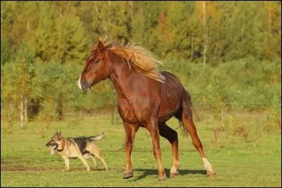 Quelle partie du corps les chevaux et les chiens ont-ils en commun ?