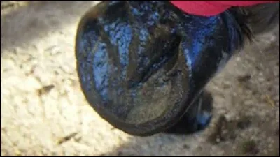 Il faut graisser les pieds au moins une fois par -------.