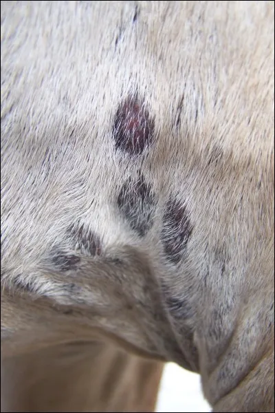 Quelle est la partie du corps du cheval qui mérite le plus d'attention lors du pansage ?