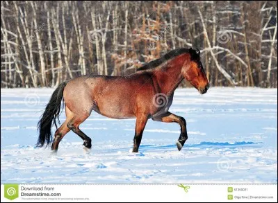 Quelle robe est faite de trois couleurs différentes ?