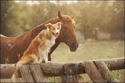 Les chevaux ont-ils peur des chiens ?