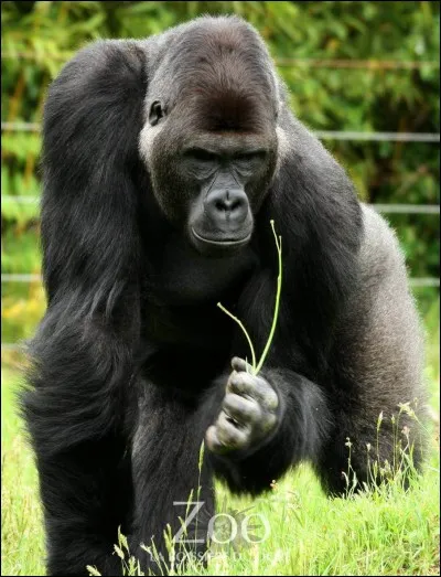 Tiens... tiens un gorille, à mon avis une certaine héroïne Disney ne doit pas être bien loin . Je parle de :