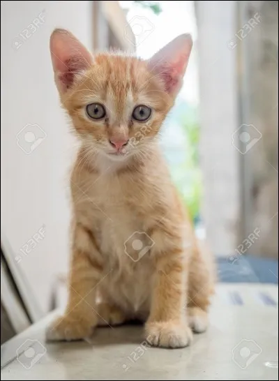 La guerre éclate devant votre camp. Un chaton, Petit Mulot, est en train de se faire kidnapper, mais ton frère, Pelage de Renard, est abordé par deux vétérans.