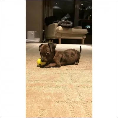 Comment s'appelle son nouveau chien ?