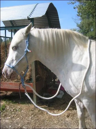Comment s'appelle ce qu'on met sur la tête d'un cheval/poney pour le conduire au paddock ?