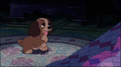 Elle possède ce chien, il s'agit de :