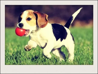 Quel os du chien n'est pas fixé au reste du squelette lui donnant une certaine flexibilité ?