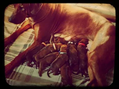 Quelle est la durée de gestation d'une femelle ?