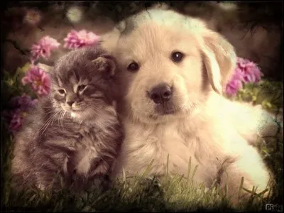 Entre le chat et le chien, lequel des deux fut domestiqué en premier ?