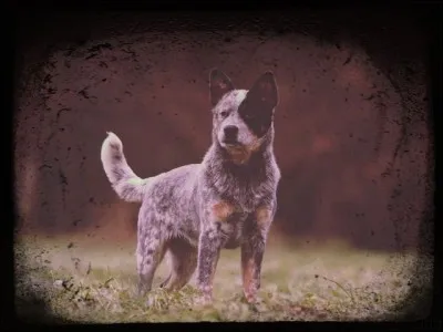 Quel était le nom du plus vieux chien connu et qui a vécu 29 ans ?