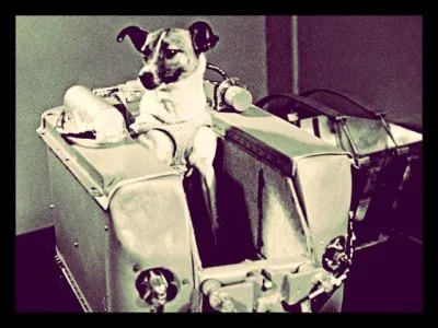 Quel était le nom de la première chienne à avoir été envoyée dans l'espace ?