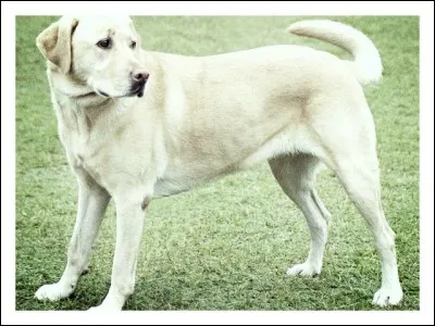 Les labradors retreivers n'aiment pas l'eau.