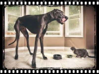 De quelle race est Giant George, le plus grand chien ?